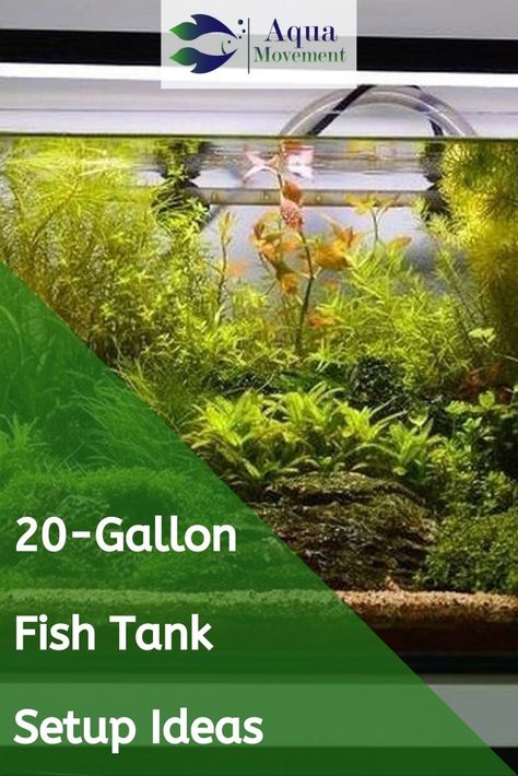 A 20-gallon tank is a great starter tank in keeping fish for beginners. Here are some 20-gallon fish tank setup ideas to get you started. 20 Gallon Fish Tank Ideas, Fish Tank Setup Ideas, Fish Tank Decoration Ideas, 20 Gallon Fish Tank, Tank Setup Ideas, Fish For Beginners, 20 Gallon Aquarium, Nano Reef Tank, Aqua Garden