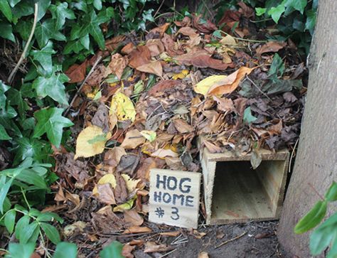 Make A Hedgehog Home Out Of Bricks - WildlifeGadgetman.com Diy Hedgehog House, Hedgehog Home, Wildlife Garden Design, Ecological Garden, Bug House, Hedgehog House, Veg Patch, Eco Garden, Wildlife Garden