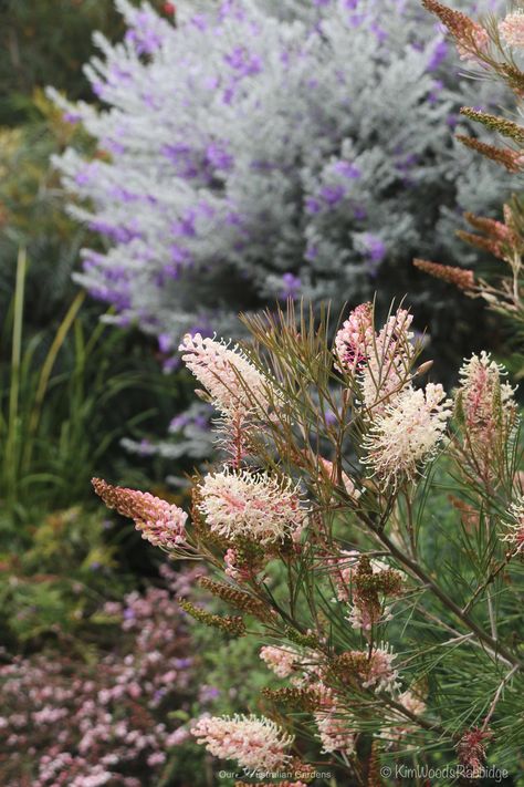 ‘Terrara’ – A Native Garden Haven – Our Australian Gardens Australian Gardens, Australian Garden Design, Bush Garden, Australian Native Garden, Front Garden Design, Australian Native Flowers, Australian Plants, Australian Garden, Australian Native Plants