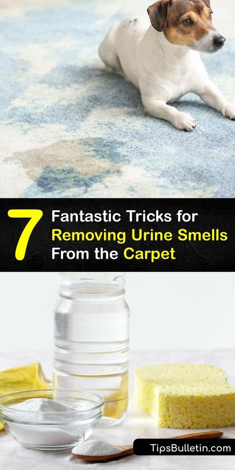 The smell of human, cat urine, or dog urine in your carpet is embarrassing. Discover simple ways to remove a urine stain to tackle the smell of dog pee and pet odor. Use baking soda to absorb urine smell, or wash away urine odor with a carpet cleaner or DIY spray. #urine #smell #out #carpet Remove Urine Smell, Cleaning Pet Urine, Pet Urine Smell, Dog Pee Smell, Pee Stains, Smell Remover, Cat Urine Smells, Pee Smell, Enzyme Cleaner