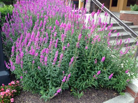 Lythrum salicaria (Purple Loosestrife) | North Carolina Extension Gardener Plant Toolbox Lythrum Salicaria, Purple Loosestrife, Japanese Barberry, Autumn Olive, Guerrilla Gardening, Burning Bush, Australian Native Plants, Invasive Plants, Climbing Vines