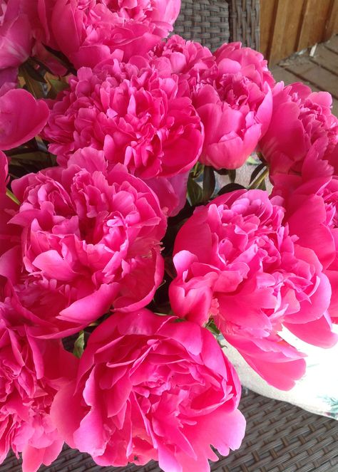 Bright Pink Peonies, Dark Pink Peonies, Hot Pink Peonies, Hot Pink Peony, June Flowers, Bright Pink Flowers, Peony Bouquet Wedding, Hot Pink Flowers, Pink Vibes