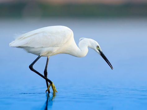 Egret Bird, Japanese Art Modern, Bird Facts, Grey Heron, White Egret, Bird Carving, Blue Eggs, A Level Art, Japanese Painting