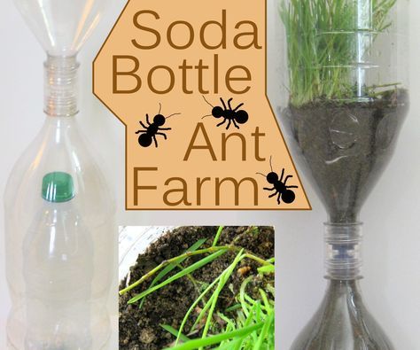 Diy Ant Farm, Ants Activities, Ant Crafts, Ant Farm, Ant Farms, Farm Projects, Soda Bottle, Preschool Science, Forest School