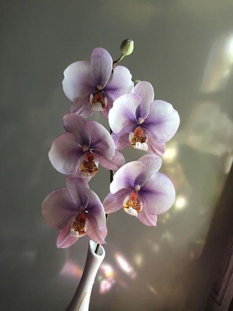 Phalaenopsis orchid by Piro Maria Cristina - http://cakesdecor.com/cakes/236002-phalaenopsis-orchid Orchid Tattoo, Moth Orchid, Gum Paste Flowers, Orchid Purple, Phalaenopsis Orchid, Purple Orchids, Beautiful Orchids, Orchid Plants, White Orchids