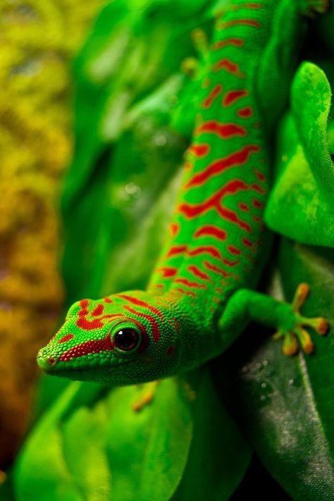 colorful gecko :) Do not like lizards as a rule but this little fellow is wearing a dapper looking suit. Regard Animal, Crocodiles, Reptiles And Amphibians, Green And Red, Animal Planet, Green Leaf, Animal Photo, Gecko, Amphibians