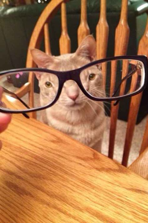 Katt Grejer, Koci Humor, Psy I Szczenięta, Haiwan Lucu, Cat Glasses, Silly Cats Pictures, Funny Animal Jokes, Silly Animals, Funny Cat Pictures