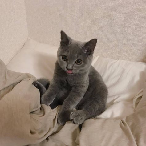 Grey Kitten, Söt Katt, Grey Cat, Cat Aesthetic, Cane Corso, Cute Kittens, Cute Creatures, Ravenclaw, Cocker Spaniel