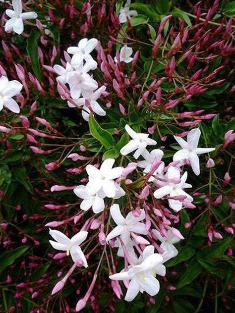 Pink Jasmine Jasminum polyanthum Live Plants With Good Root - No Flowers at this time (You Will Receive 1 Live Plant - 1 Feet Tall - Ship in 1 Gal Pot) We do not ship to Northern California Address - Zip code 94 95 96 Fast-growing evergreen vine prized for its spectacular display of intensely fragrant pinkish-white flowers. Use as a climber over trellis or arbor, groundcover or in containers.  Sorry We do not ship to Northern California due to some USDA restrictions Winter Jasmine, Fast Growing Evergreens, Pink Jasmine, Evergreen Vines, Jasmine Plant, Star Jasmine, White Jasmine, Jasmine Flower, Starter Plants