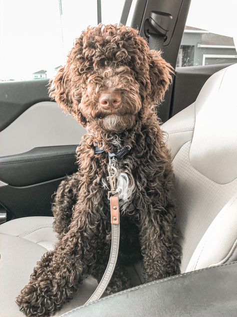 Chocolate Goldendoodle, Puppy Goldendoodle, Chocolate Labradoodle, Labradoodle Goldendoodle, Dog Bread, Labradoodle Dogs, Growing Strong, Dogs Puppy