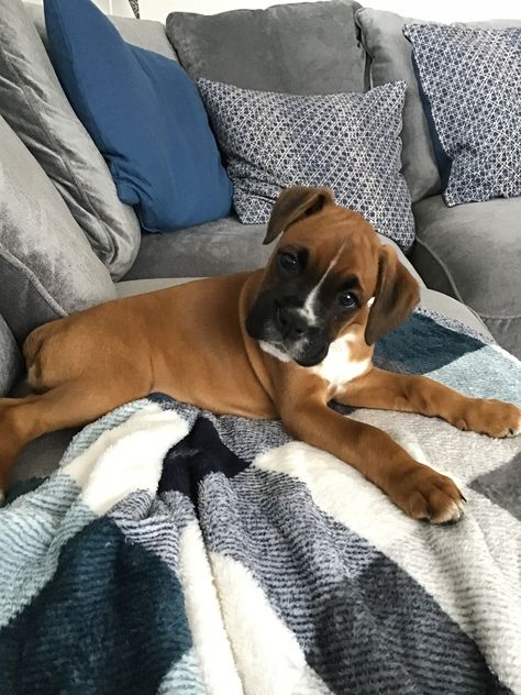 Boxer Aesthetic Dog, Boxer Dog Aesthetic, Boxer Dogs Puppies, Cute Boxer Dogs, Baby Boxer Puppies, Puppy Boxers, Cute Boxer Puppies, Boxers Dogs, Boxer Pup