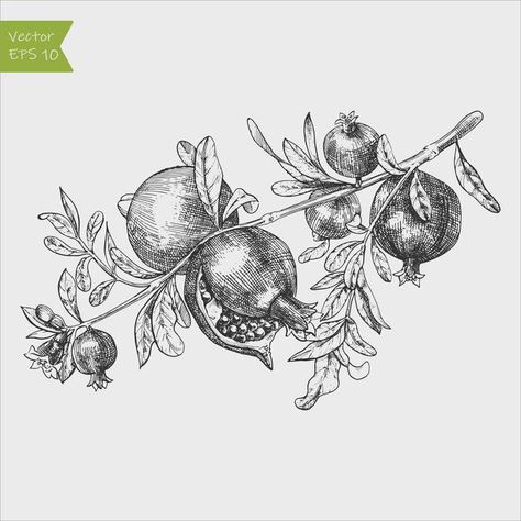 Pomegranate Leaf Tattoo, Pomegranate Branch Illustration, Pomegranate And Flowers Tattoo, Pomegranate Vine Tattoo, Persephone Tattoo Pomegranates, Pomegranate Snake Tattoo, Pommegrenade Tattoo, Pomegranate Tree Tattoo, Pomogranette Drawing