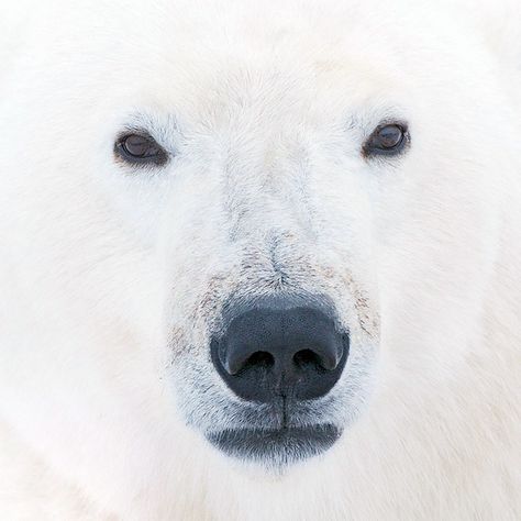 April Wallpapers, Polar Bear Paw, Crane Photography, Polar Bear Face, Wallpaper Face, Polar Bear Craft, Regard Animal, Wallpapers Beautiful, Bear Bears