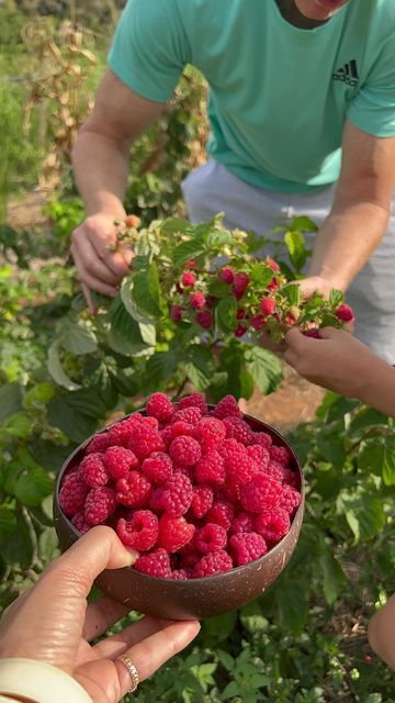 You Pick Berry Farm, Raspberry Picking Aesthetic, Berry Picking Aesthetic, Picking Raspberries, Raspberry Picking, Ibiza 2024, Massive Garden, Paradise Aesthetic, Aphrodite Cabin