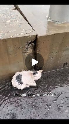 Animal Care Haven on Instagram: "The little cat loves you, But,  you know, he can't talk #rescuedog #rescuecats #rescuekittens" Funny Animals Talking, Cat Talk, December 30, Animal Care, Cat Rescue, Animal Gifs, Funny Animal Videos, Cat Love, Pet Care