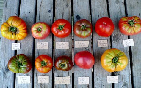 Comparison of tomatoes planted approximately the same time. Clockwise from top left - Virginia Sweet, Mortgage Lifter, Big Beef, Carbon, Italian Heirloom, Stump of the World, Goldie, Hungarian Heart, Paul Robeson, Cosmonaut Volkov, Cherokee Purple. Paul Robeson, Purple Tomato, Prairie Garden, Food Art Photography, Big Garden, Tomato Garden, Garden Painting, Growing Tomatoes, Heirloom Tomatoes