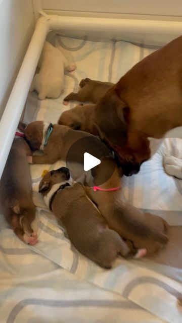 Bella The Boxer 🌟 on Instagram: "In the video you see Honey let the pups know she’s there, lies down and waits for them to nurse. I love these little moments, so special and beautiful right?" Boxer Mix Puppies, Cute Boxer Puppies, Boxer Puppies For Sale, Cute Boxers, Boxer Puppy, Boxer Mix, Boxer Love, Boxer Puppies, The Boxer