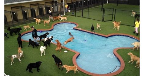 Dog Enclosures, Indoor Dog Park, Pet Daycare, Dog Boarding Facility, Dog Boarding Kennels, Pet Paradise, Dog Hotel, Dog Playground, Pet Resort