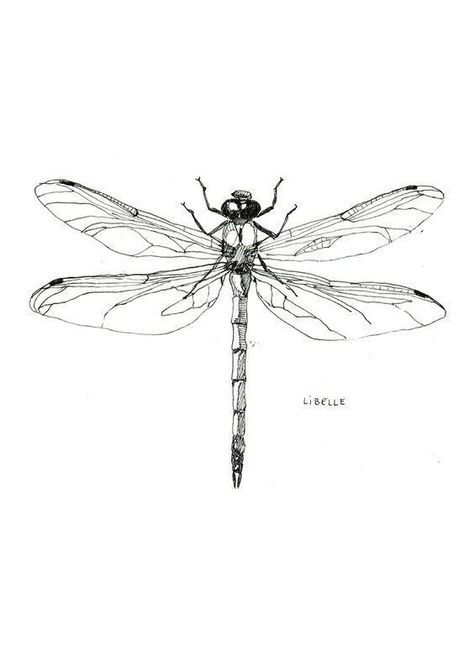 Tattoo Pencil, Dragonfly Drawing, Art Dragonfly, Dragonfly Tattoo Design, Insect Tattoo, Geniale Tattoos, Tattoos And Body Art, Dragonfly Art, Dragonfly Tattoo