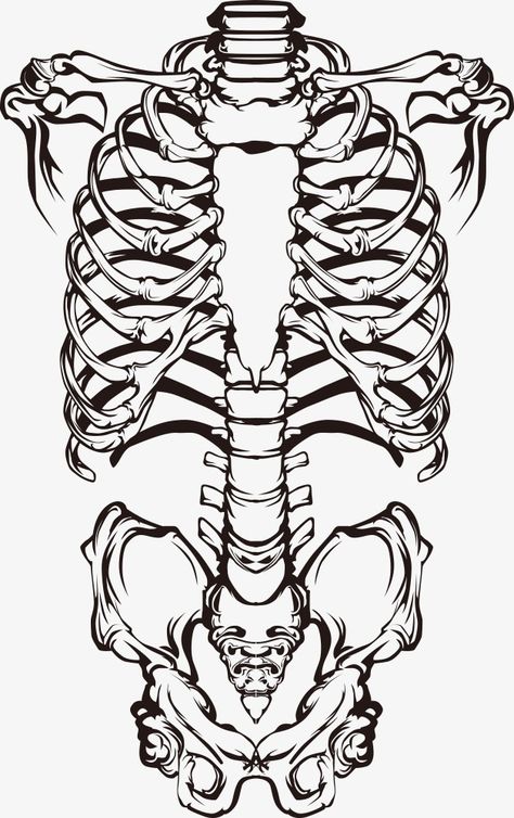 Skeleton Drawings, Human Skeleton, Anatomy Sketches, Photographie Inspo, Anatomy Reference, Anatomy Art, Skull And Bones, Skull Art, Art Tips