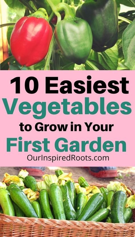 Easy Food Garden, When To Start Your Garden, How To Start A Home Garden, How To Start Your Own Garden, List Of Vegetables To Grow, Easy Foods To Grow, Vegetable Garden Set Up, Easy Vegetable To Grow For Beginners, How To Start A Small Garden