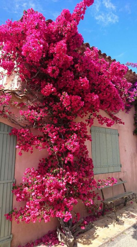 Buganvilla Aesthetic, Bougenville Flowers Aesthetic, Bouganvilla Aesthetic, Bouganvilla Flower, Bougenville Flowers, Bougainvillea Aesthetic, Color Bugambilia, Nothing But Flowers, Flower Therapy