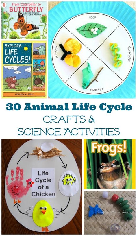 Kids will enjoy these books, crafts and hands-on activities that explore animal life cycles! Insect Life Cycle Activities, Life Cycle Project, Insect Life Cycle, Science Life Cycles, Life Cycle Craft, Animal Life Cycles, Life Cycles Activities, Books Crafts, Science Activity