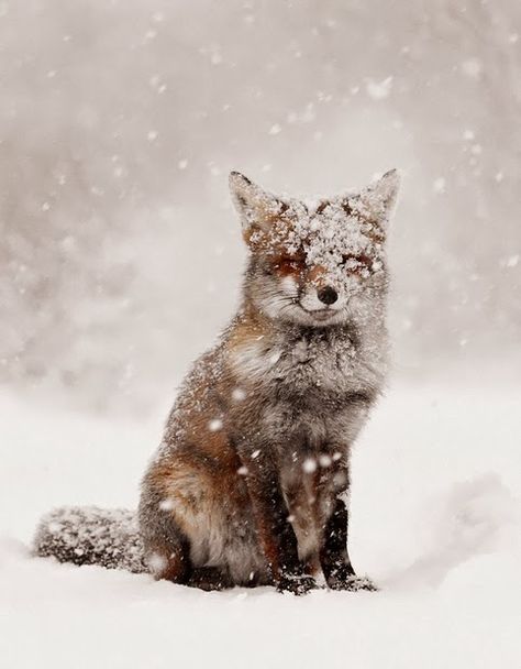 The Polohouse: Winter Wonderland Beautiful Winter Pictures, Animal Categories, Image Nature, Winter Images, Pet Fox, Winter Nature, Unusual Animals, Winter Animals, Baby Fox