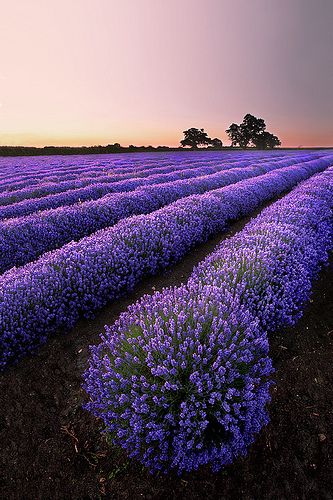 lavender-explosion...Another shot from the summer of the beautiful lavender field at Faulkland in Somerset. by Graham McPherson | Flickr - Photo Sharing! Moderne Have, Belle Nature, Lovely Lavender, All Things Purple, Lavender Fields, Alam Semula Jadi, Wisteria, Belle Photo, Land Scape