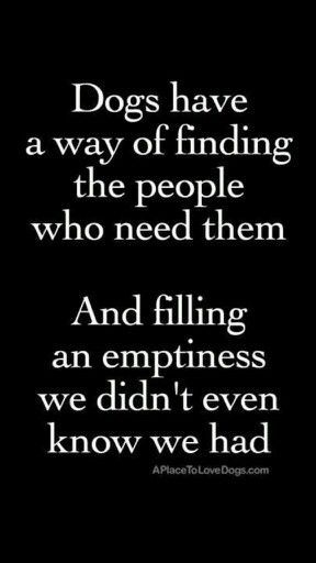 23 Amazing Quotes for Dog and Animal Lovers It was all I needed. Dogs are the greatest creatures. Or some kind of animal. They are never wrong! Yep, or cat. We see them as they are. I’m comfortable with that. But it means everything to them. Animals are like that. Listen. Learn. Get you a … Lou Dog, Dog German, Memes Humor, Blue Heeler, Animal Quotes, Dog Quotes, A Quote, Border Collie, Dog Life