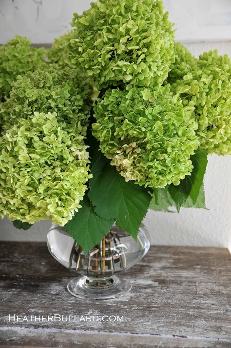 Flea Market Style, Green Hydrangea, Simple Green, Green Garden, Arte Floral, Beautiful Blooms, Belleza Natural, Green Flowers, Cut Flowers