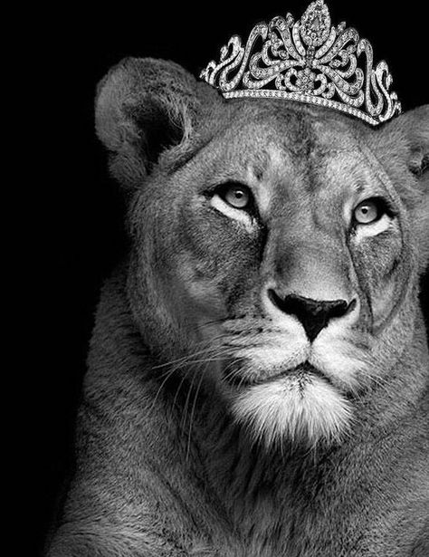 Leo King, Lion Photography, Lions Photos, Lion And Lioness, Lion Love, Lion Tattoo Design, Roaring Lion, Lion Images, Jesus And Mary Pictures