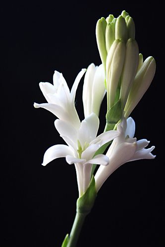 Polianthes tuberosa - amole, nardo, tuberosa, vara de San --- JoséTuberose by LogicGui, via Flickr Polianthes Tuberosa, Flori Fondant, Jasmine Flower, Moon Garden, Most Beautiful Flowers, Polymer Clay Flowers, Clay Flowers, Botanical Flowers, Exotic Flowers