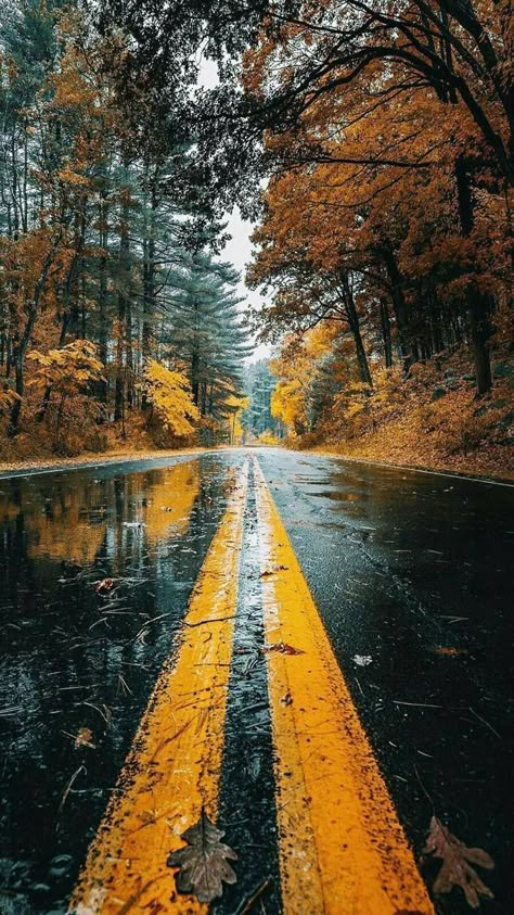 Road Wallpaper, Free Backgrounds, Trees, Wallpapers, Road, Yellow, Instagram, Black, Nature