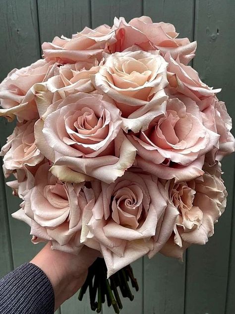 Rose 'Quicksand' Rose Cultivation, Quicksand Rose, Juliet Garden Rose, Quick Sand, Brides Flowers Bouquet, Sustainable Flowers, Annual Garden, Wedding Bouquets Bride, Rose Wedding Bouquet