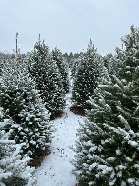 December 2023 Aesthetic, Winter Country Aesthetic, 3rd Of December Aesthetic, New England Winter Aesthetic, Winter Trees Aesthetic, Winter Aethestic, Christmas Tree Farm Aesthetic, Aesthetic Winter Pictures, Christmas Aethstetic