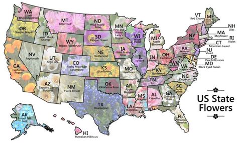 Take a moment to lavish in the beauty of America’s chosen petals, and laugh at Maine for choosing “pine cone.” State Flowers, Flower Slippers, Oregon Grape, Indian Paintbrush, Mountain Laurel, Orange Wood, State Birds, United States Map, Usa States