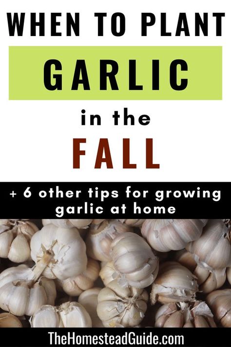 How And When To Plant Garlic, When To Plant Garlic Fall, Planting Garlic In Fall In Containers, Plant Garlic In Fall, How To Plant Garlic In The Fall, How To Grow Garlic Indoors, How To Grow Garlic From A Clove, How To Grow Garlic, Grow Garlic From Clove