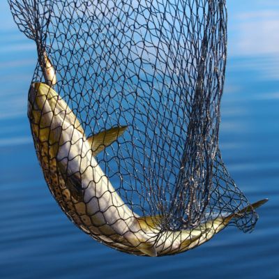 Facts About Fish, Cast Nets, Yennefer Of Vengerberg, Fish Net, Salmon Fishing, Fishing Net, Sport Fishing, Fishing Equipment, Big Fish