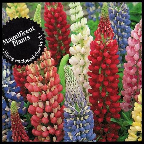 Lupine Seeds, Lupine Flowers, Classic Cottage, Attracting Bees, Flower Spike, Lavandula Angustifolia, Wildflower Seeds, Flowers Perennials, Sweet Scents