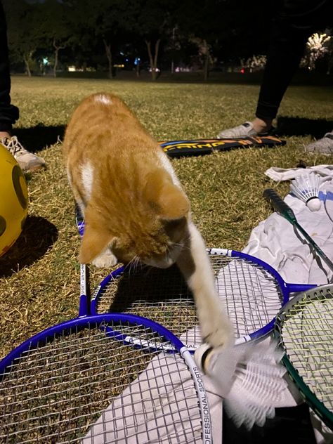 Playing Badminton Aesthetic, Badminton Aesthetic, Badminton Pictures, Badminton Birdie, Play Badminton, Playing Badminton, College Necessities, Self Thought, Night Scenery