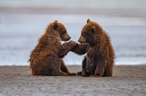 2021 Photo Contest Honorable Mentions | National Wildlife Federation Beruang Grizzly, Bear Reference, 2 Animals, Two Bears, Baby Bears, Katmai National Park, National Wildlife Federation, Brown Bears, Water Background