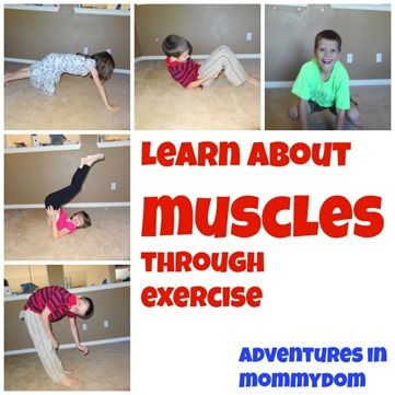 Explore the structure and function of muscles with these fast-paced learning activities! Creative Curriculum Exercise Study, Preschool Exercise, Blue Smile, Muscle System, Body Preschool, Human Body Science, Human Body Activities, Human Body Unit, Angelica Blick