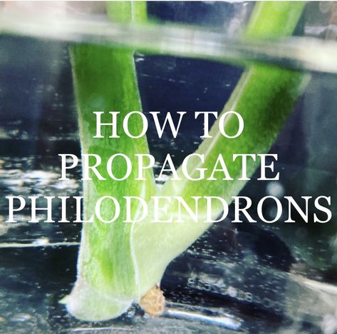 How To Propagate Philodendrons Propagating Philodendron In Water, How To Propagate Philodendron Plant, How To Propagate Philodendron, Propagating Philodendron, Philodendron Propagation, Propagate Philodendron, Propagate Plants, Philodendron Scandens, Jungle Boogie