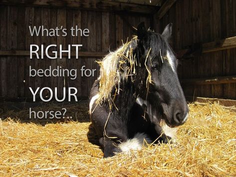 Not sure what the right bedding for your horse is? Worried about them eating the bedding? Don't worry we've got it all covered #horse #horses #horsebedding #horsebedding Equestrian Tips, Traditional Bedding, Horse Behavior, Buy A Horse, Horse Bedding, Horse Shelter, Best Bedding, Horse Care Tips, Equestrian Problems