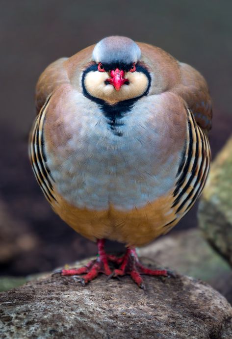 https://flic.kr/p/jZbJNU | Chukar Partridge (EXPLORED 2-8-2014) | alanshapirophotography.com Dear Animal, Chukar Partridge, Bird Sitting, Amazon Top, Kinds Of Birds, Game Birds, Funny Birds, Colorful Bird, All Birds