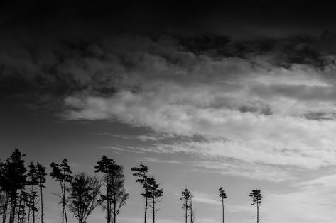 Horizontal black and white landscape forest silhouette background bottom aligned composition Black And White Landscape Horizontal, Dorm Pictures, Silhouette Background, Forest Silhouette, Landscape Forest, White Landscape, Black And White Landscape, Landscape Background, Wallpaper Pc