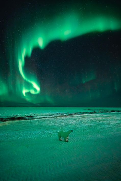 Paul Zizka • Banff, AB (@paulzizkaphoto) on Threads Northern Lights And Polar Bears, Polar Bear Northern Lights, Churchill Manitoba, Northern Lights Photography, Polar Lights, Polar Night, Northern Light, Aurora Borealis Northern Lights, Polar Light