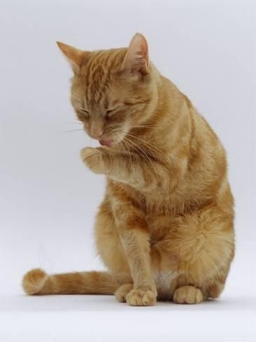 Photographic Print: Domestic Cat, Ginger Tabby Female Sitting Licking Front Paw by Jane Burton : 24x18in