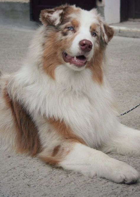 Soul Friends, Red Merle Australian Shepherd, Merle Australian Shepherd, Australian Shepherd Blue Merle, Aussie Shepherd, Dog German, Aussie Puppies, Australian Shepherd Puppies, Aussie Dogs